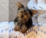 Small Photo #7 Yorkshire Terrier Puppy For Sale in VALRICO, FL, USA