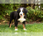 Small #2 Bernese Mountain Dog