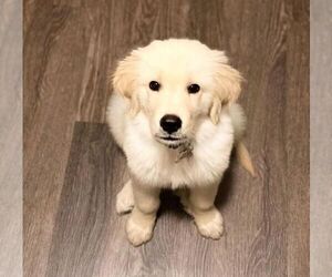 Golden Retriever Dogs for adoption in MILLINGPORT, NC, USA