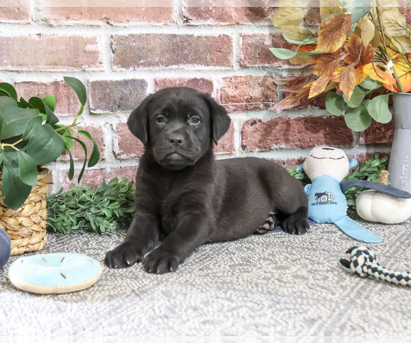 Medium Photo #3 Labrador Retriever Puppy For Sale in SYRACUSE, IN, USA