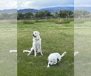 Albi - Male Great Pyrenees Dog for Adoption - Photo #5