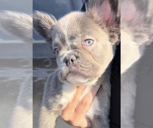 French Bulldog Puppy for sale in BUSHKILL, PA, USA