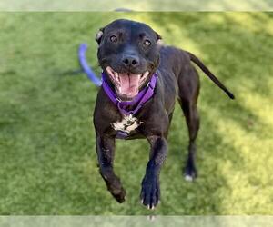 EVE - Female Mutt Dog for Adoption - Photo #3
