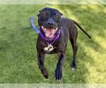 Small Photo #3 Mutt Puppy For Sale in Martinez, CA, USA