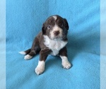 Small #8 Aussiedoodle