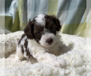 Havapoo Puppy for sale in GUTHRIE, KY, USA