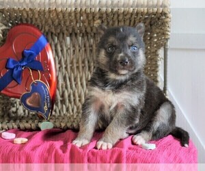 German Shepherd Dog-Siberian Husky Mix Puppy for sale in FREDERICKSBG, OH, USA