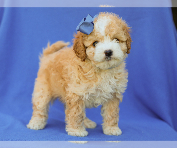 Medium Photo #1 Cavapoo (Miniature) Puppy For Sale in LIBERTY, KY, USA