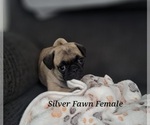 Puppy Silver Fawn Fem Pug