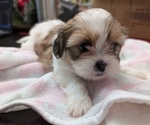 Puppy female 1 Shih Tzu