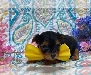 YorkiePoo Puppy for sale in LANCASTER, PA, USA
