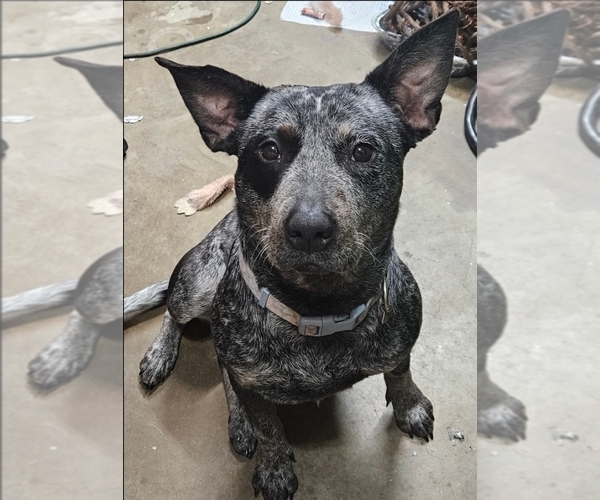 Medium Photo #1 American Pit Bull Terrier-Australian Cattle Dog Mix Puppy For Sale in TERRELL, TX, USA