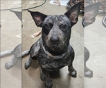 Small Photo #1 American Pit Bull Terrier-Australian Cattle Dog Mix Puppy For Sale in TERRELL, TX, USA