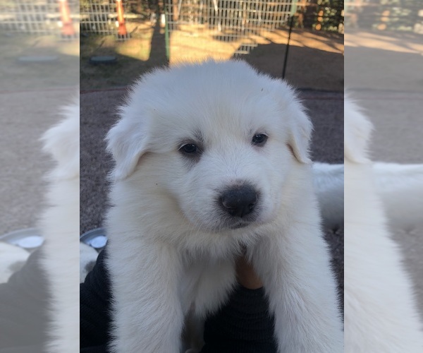 Medium Photo #11 Great Pyrenees Puppy For Sale in WOODLAND PARK, CO, USA