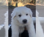 Small #10 Great Pyrenees
