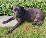 Small #15 American Staffordshire Terrier-Labrador Retriever Mix