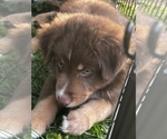 Small Photo #9 Australian Shepherd Puppy For Sale in MORROW, OH, USA