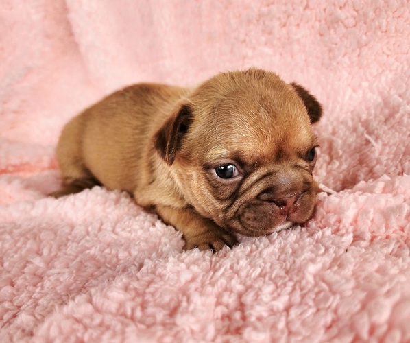 Medium Photo #2 French Bulldog Puppy For Sale in LAS VEGAS, NV, USA