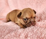 Small #1 French Bulldog