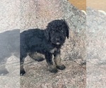 Small #9 Poodle (Miniature)-Poodle (Standard) Mix