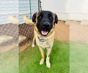 Mutt Dogs for adoption in Marina Del Rey, CA, USA