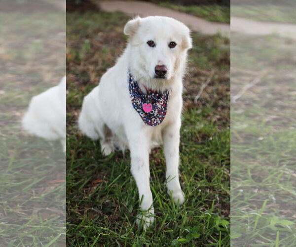 Medium Photo #10 Great Pyrenees Puppy For Sale in Dallas, TX, USA