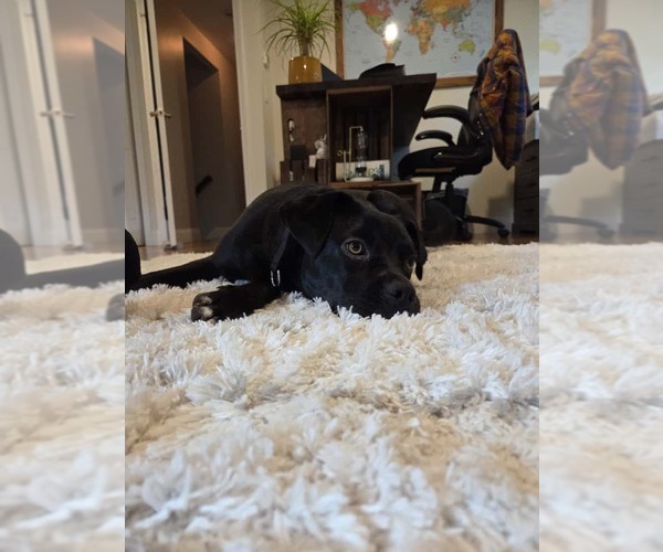 Medium Photo #24 Boxador Puppy For Sale in Wakefield, RI, USA