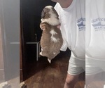 Small Photo #7 Saint Bernard Puppy For Sale in JOHNSTOWN, PA, USA