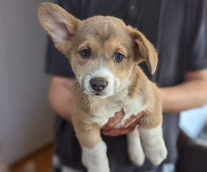 Medium Pembroke Welsh Corgi