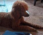Small Photo #1 Goldendoodle Puppy For Sale in SOUTH HILL, WA, USA