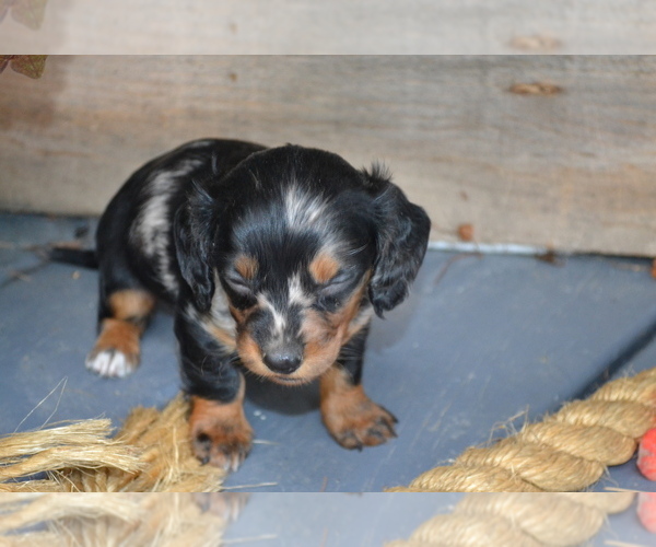 Medium Photo #2 Dachshund Puppy For Sale in GREENWOOD, WI, USA
