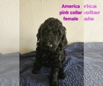 Puppy America Goldendoodle