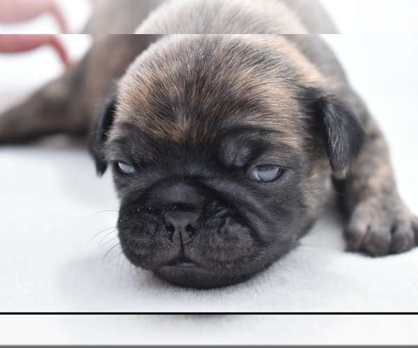 Medium Photo #4 Pug Puppy For Sale in PALM COAST, FL, USA