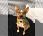 Small Mutt