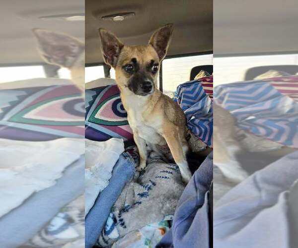 Medium Photo #7 Chihuahua-Unknown Mix Puppy For Sale in New York, NY, USA