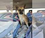 Small #6 Chihuahua Mix