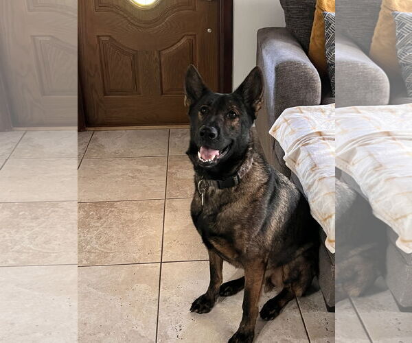 Medium Photo #1 German Shepherd Dog Puppy For Sale in Plantation, FL, USA