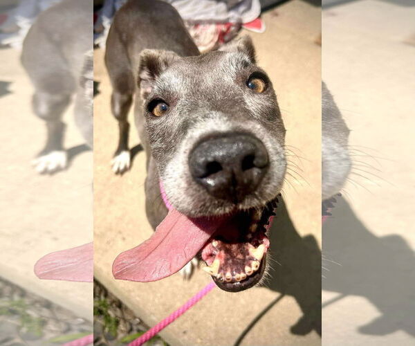 Medium Photo #3 American Pit Bull Terrier-Unknown Mix Puppy For Sale in Germantown, OH, USA