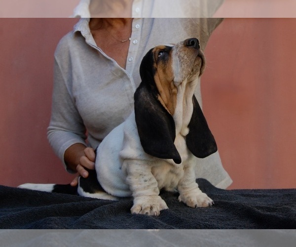 Medium Photo #3 Basset Hound Puppy For Sale in Loiri Porto San Paolo, Sardinia, Italy