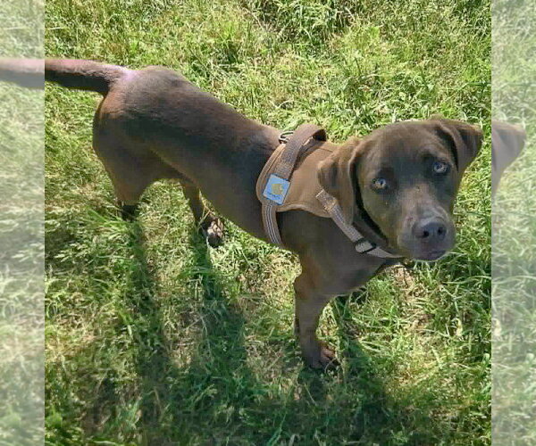 Medium Photo #3 - Mix Puppy For Sale in Huntley, IL, USA