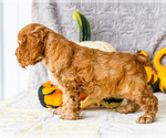 Small Photo #25 Cocker Spaniel Puppy For Sale in WAKARUSA, IN, USA