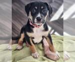 Small #1 Boxer Mix