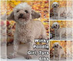 Small Poodle (Toy)