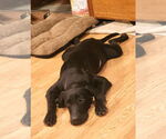 Small #2 Labrador Retriever Mix