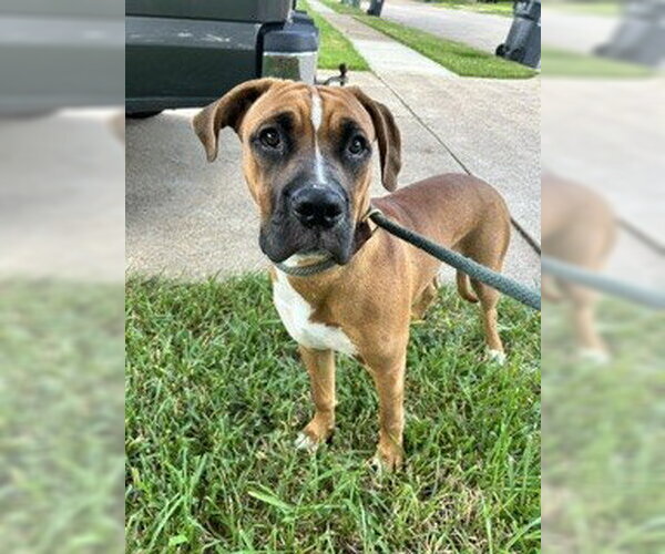Medium Photo #1 Boxer-Unknown Mix Puppy For Sale in Pearland, TX, USA