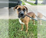STETSON - Male Boxer-Unknown Mix Dog for Adoption - Small photo