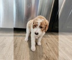 Small Photo #13 Goldendoodle Puppy For Sale in KANSAS CITY, MO, USA