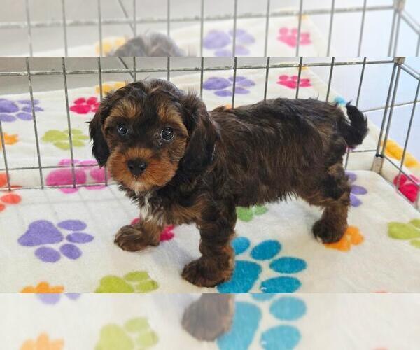 Medium Photo #8 Cavapoo (Miniature)-Poodle (Toy) Mix Puppy For Sale in ORO VALLEY, AZ, USA