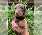 Litter of 9 - Male(s) and Female(s) Doberman PinscherLitter of Puppies for Sale - Photo #6