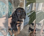 Puppy Arrow Cocker Spaniel-Miniature Bernedoodle Mix